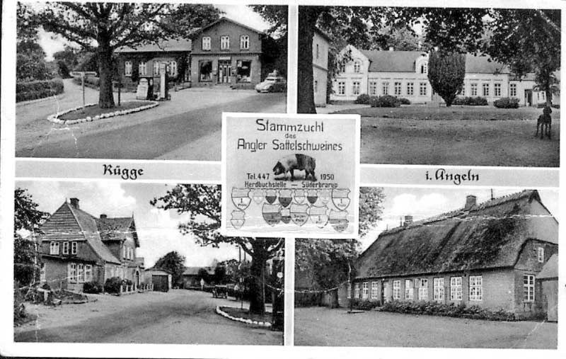 RueggeStammzucht1950