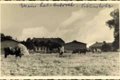 Koehnholz