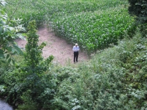 Maisfeld
