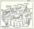 Dining 1952