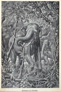 Elefanten