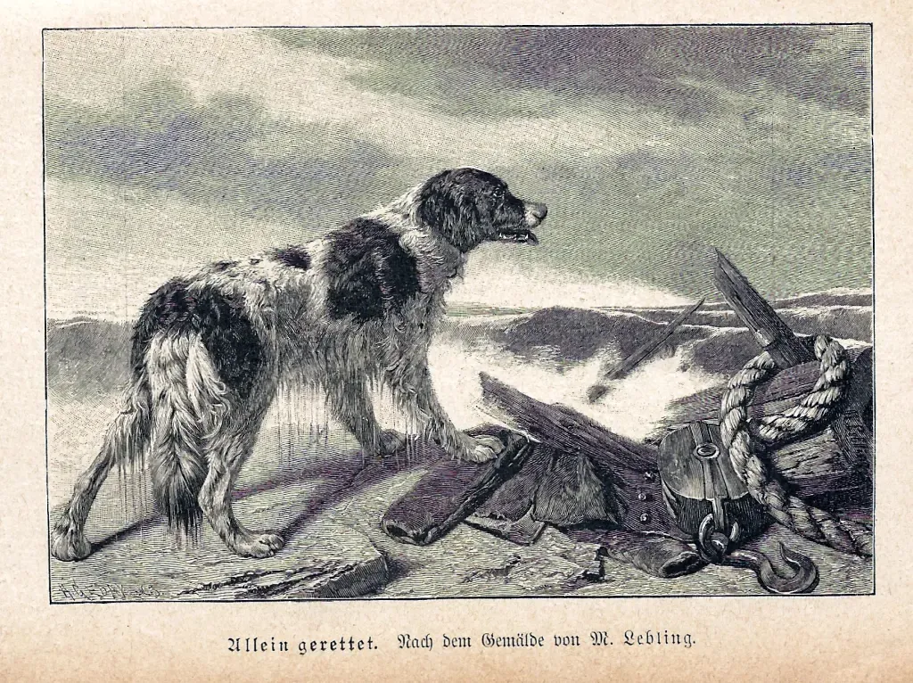 Hund