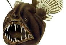 Anglerfisch