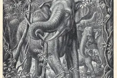 Elefanten