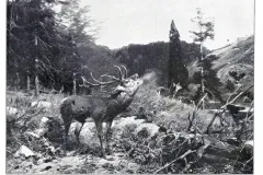 Hirsch