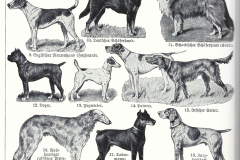 Hunde