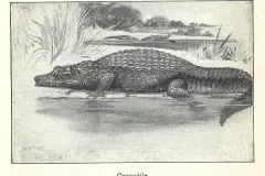 Krokodil