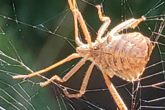 Spinne