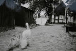 Fuß am Holm, Schwäne