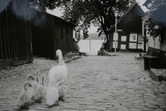 Fuß am Holm, Schwäne