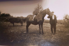 Pferd, Wiese, Hellör