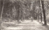 tiergarten-reitallee1910