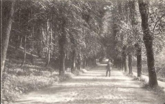 tiergarten-reitallee1910