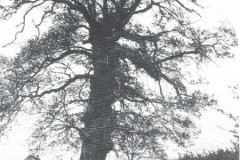 Brauteiche 1934