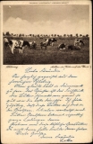 Schlleswig, Melken der Kühe auf der Weide